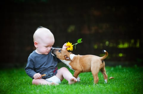 遊ぶ 子ども 赤ちゃん ペット 犬
