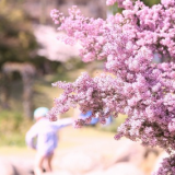 風景 花 紫 木