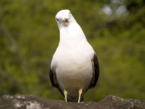 動物 鳥 疑問