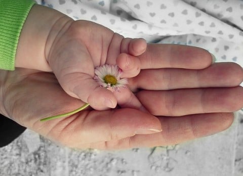 親子 手のひら 花