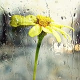 風景 雨 花