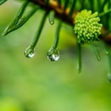風景 雨 緑 しずく