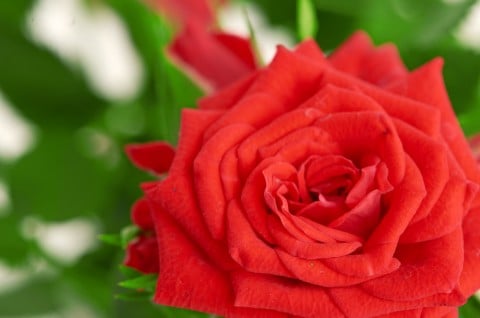 バラ 花 赤い レッド