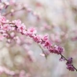 桜 春 卒園