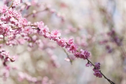 桜 春 卒園