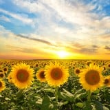 夏 ひまわり 太陽