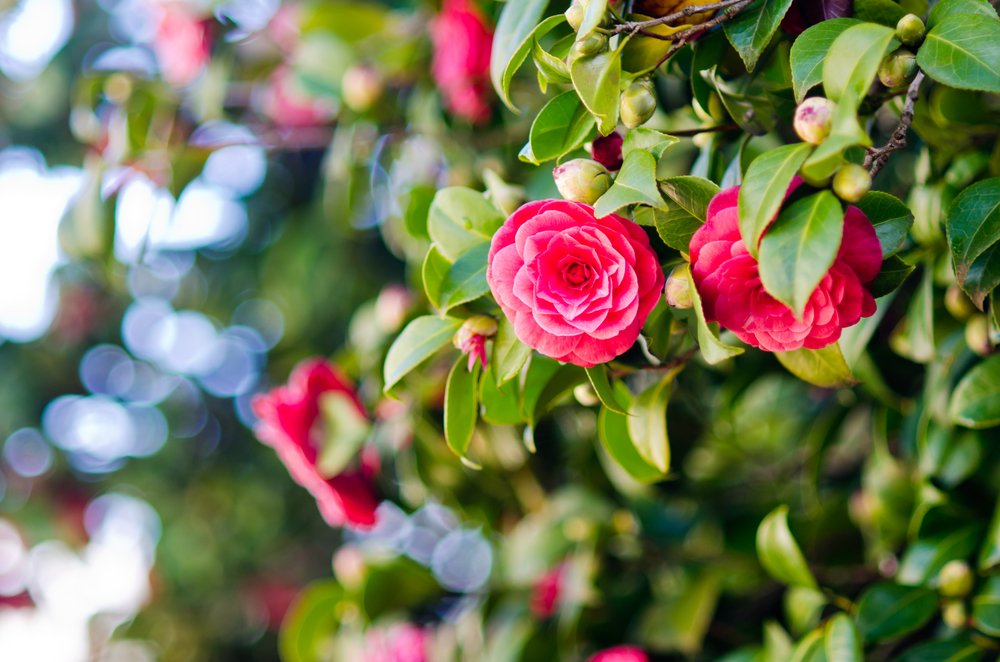 花の名前を使った女の子の名付け 椿や藍など人気の漢字10選 こそだてハック