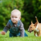 赤ちゃん 犬 外 野外 公園 遊ぶ