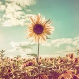 芽生え ひまわり 太陽 空 希望