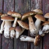 きのこ イメージ 鼻茸