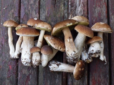 きのこ イメージ 鼻茸
