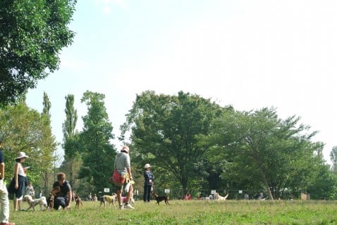 水元公園 ドッグラン