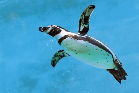 フンボルトペンギン