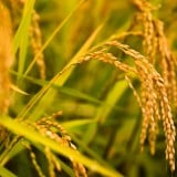 稲 稲穂 米 田んぼ 農作物