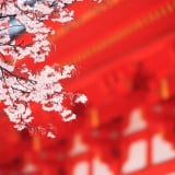 お宮参り 神社 桜
