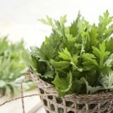 よもぎ よもぎ蒸し 草
