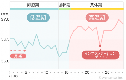 【740px】基礎体温表 ⑦高温期に体温が低下する(インプランテーション・ディップ)