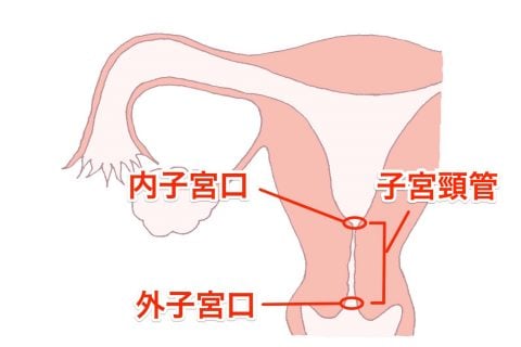 子宮頸管