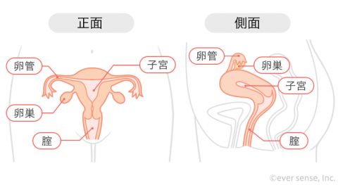 子宮 正面 横