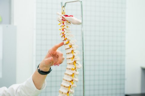 脊椎 脊髄 骨 骨格
