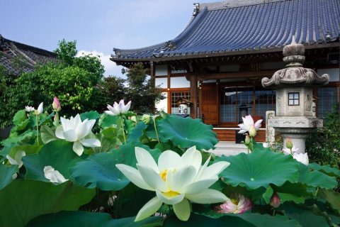 大蓮寺