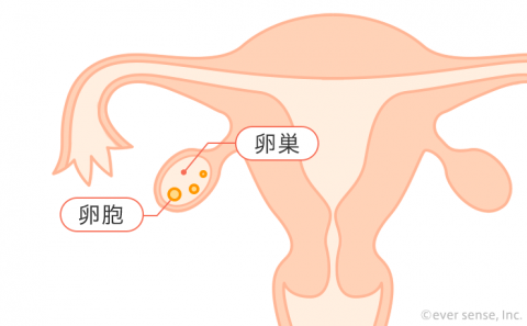 卵巣 卵胞 子宮