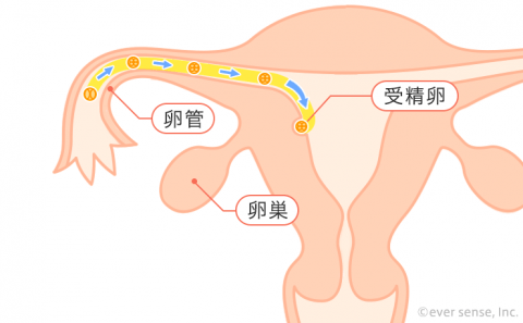 卵巣 卵胞 子宮 受精卵 着床