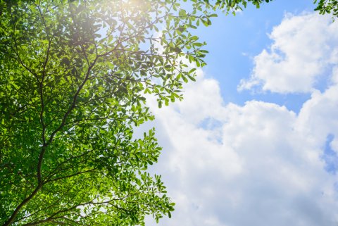 夏 空 木 雲 太陽