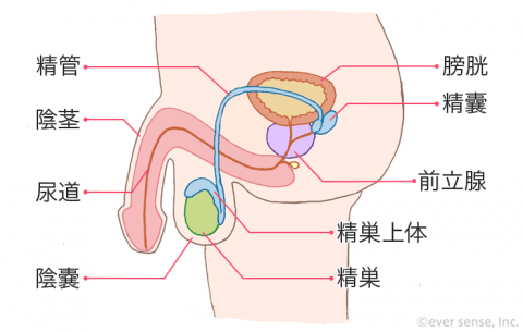 男性器 尿道 精巣上体 陰茎 精管 膀胱 精嚢 前立腺