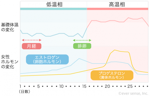 基礎体温表 グラフ 女性ホルモン エストロゲン プロゲステロン