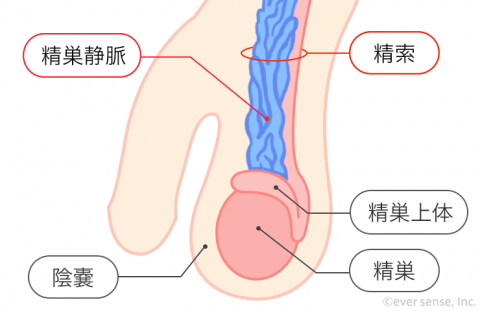 精巣 精索 精巣静脈 男性器