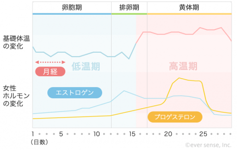 基礎体温表 グラフ 女性ホルモン 卵胞期
