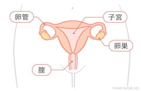 子宮 卵管 卵巣 腟