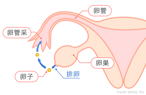 卵管 卵巣 卵管采 卵子 排卵