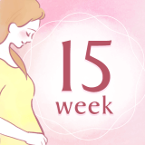 妊娠15週 アイコン