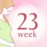 妊娠23週 アイコン
