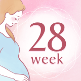 妊娠28週 アイコン