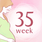 妊娠35週 アイコン
