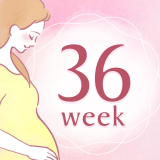 妊娠36週 アイコン