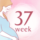 妊娠37週 アイコン