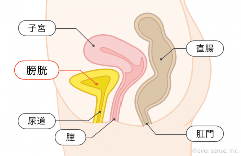 子宮 膀胱