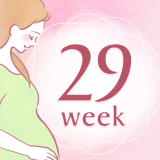 妊娠29週 アイコン
