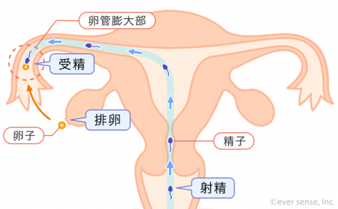 精子 射精 排卵 受精