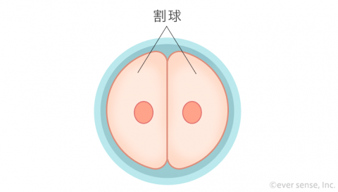 受精卵 細胞分裂 2細胞期