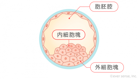 受精卵 細胞分裂 胚盤胞