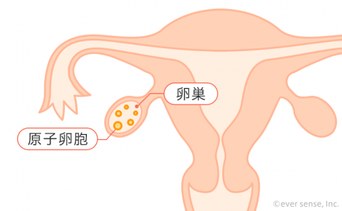 卵巣 原始卵胞 卵胞