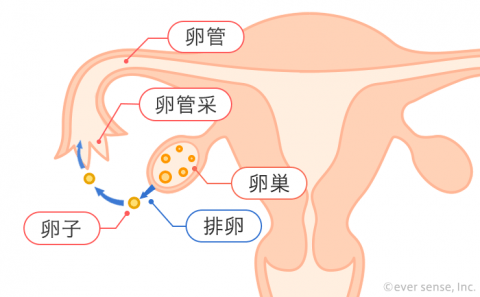排卵 卵巣 卵子 卵管 卵管采