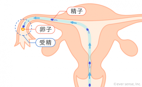 受精 卵子 精子