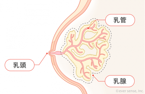 胸 乳腺 乳管 乳頭