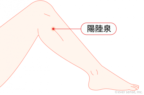 ツボ 陽陸泉